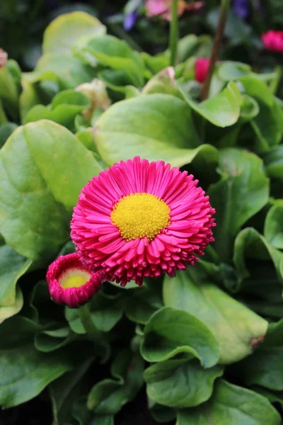 Bellissimi fiori in giardino — Foto Stock