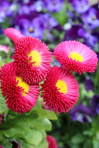 Piękne kwiaty w ogrodzie — Zdjęcie stockowe