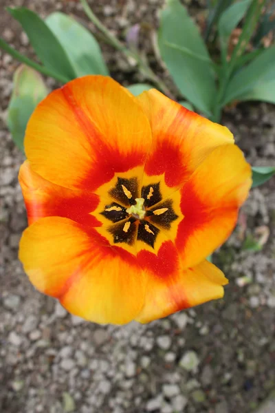 Mooie tulip flower — Stockfoto