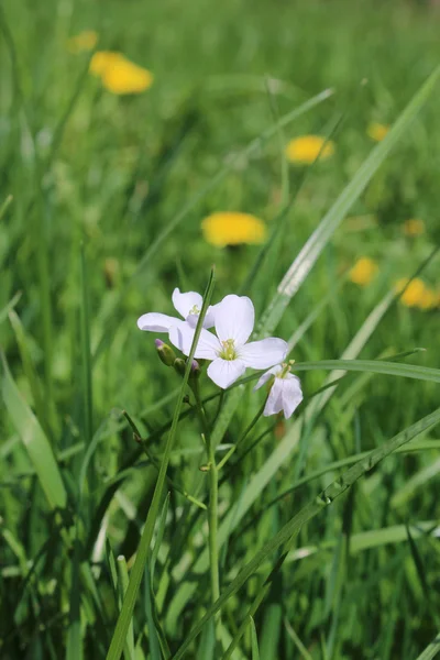 Hermosas flores en un prado —  Fotos de Stock
