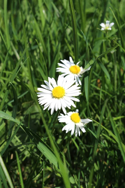 풀밭에 아름 다운 꽃 — 스톡 사진