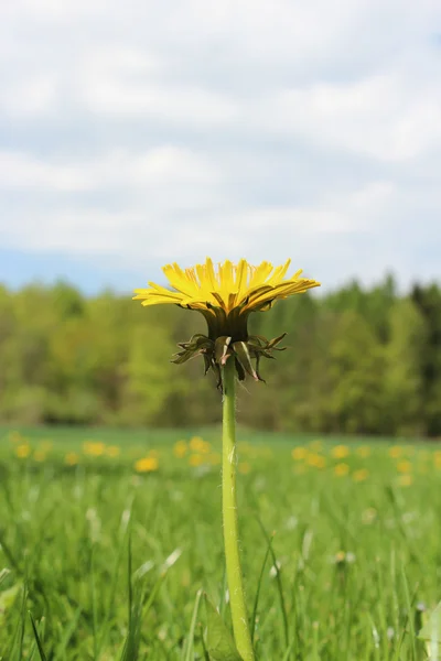 Lindas flores em um prado — Fotografia de Stock