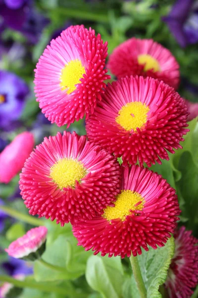 Mooie bloemen in de tuin Stockfoto