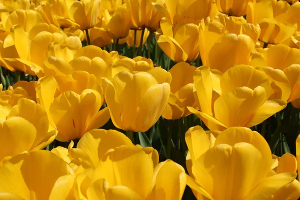 Hermosos tulipanes amarillos Fotos de stock libres de derechos