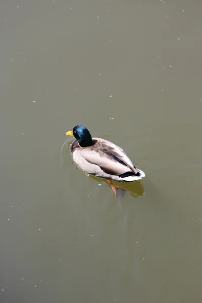 A beautiful duck — Stock Photo, Image