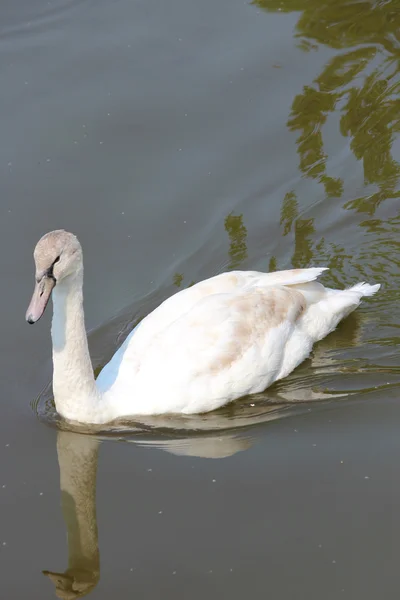 Un hermoso cisne — Foto de Stock