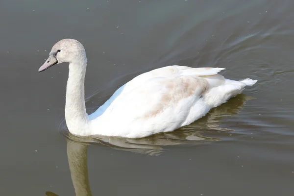 A beautiful swan — Stock Photo, Image