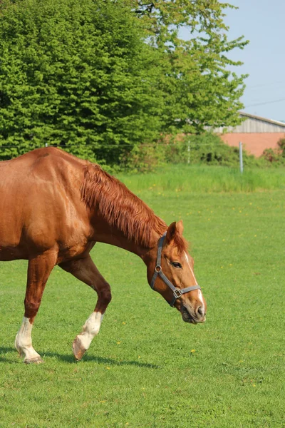 Een paard grasland op een — Stockfoto