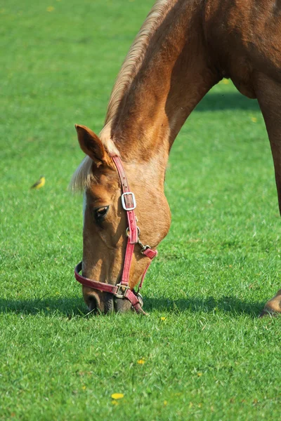 En häst betesmark på en — Stockfoto
