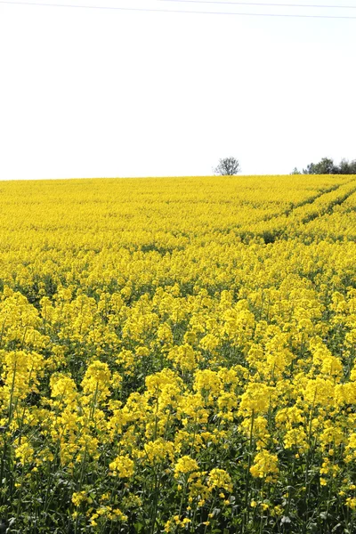 Ein gelbes Rapsfeld im Sommer — Stockfoto