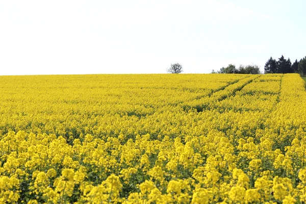 Un campo de canola amarillo en verano —  Fotos de Stock