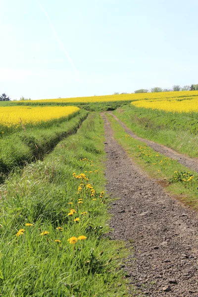 Um campo de canola amarelo no verão — Fotografia de Stock