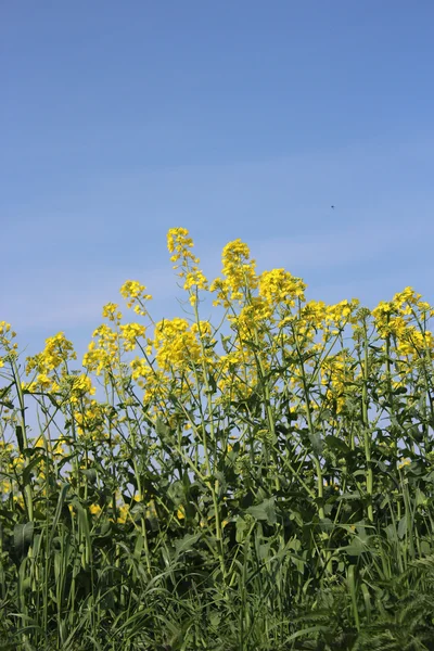 Ein gelbes Rapsfeld im Sommer — Stockfoto