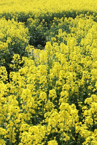 Un campo de canola amarillo en verano —  Fotos de Stock