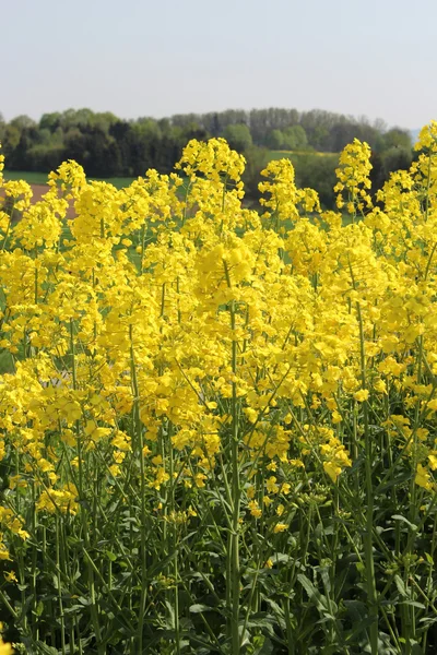 Желтое канола поле летом — стоковое фото