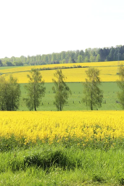 夏に黄色い菜の花畑 — ストック写真