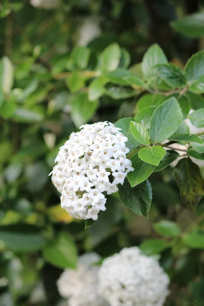 Vacker blomma — Stockfoto