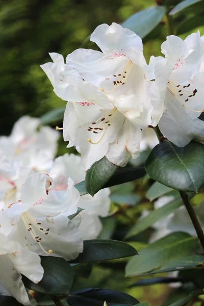 Bellissimi fiori — Foto Stock