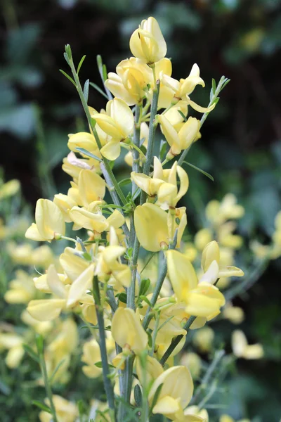 Bellissimi fiori — Foto Stock