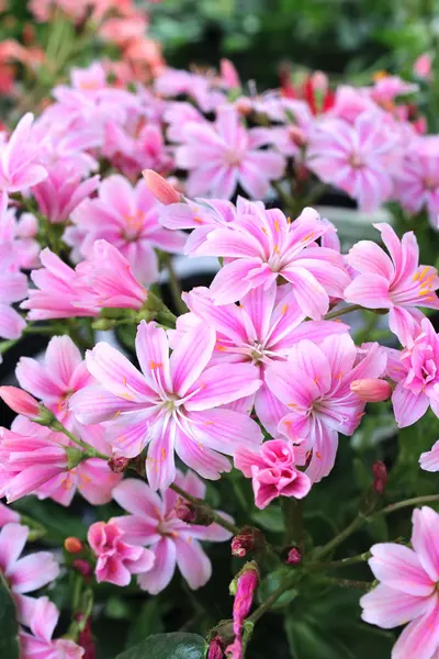 Lindas flores — Fotografia de Stock