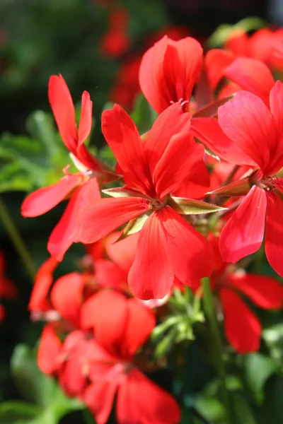 Lindas flores — Fotografia de Stock