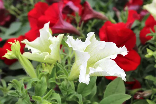 stock image Beautiful flowers