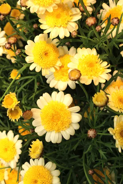 Hermosas flores —  Fotos de Stock