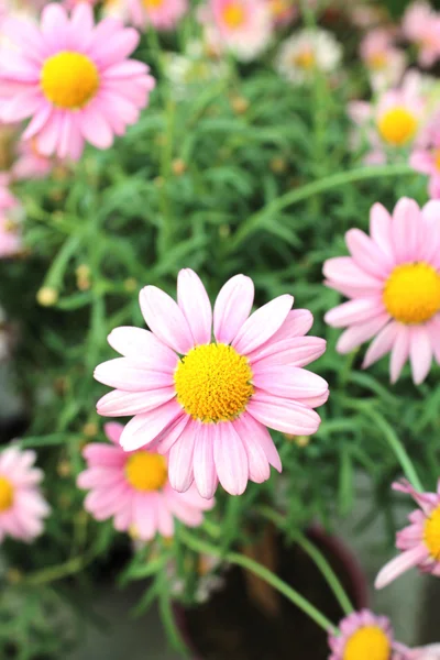 Bonita flor hermosa — Foto de Stock