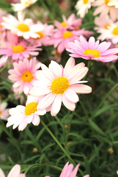 Bonita flor hermosa — Foto de Stock