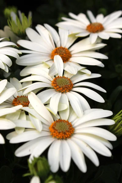 Nice beautiful bloom — Stock Photo, Image