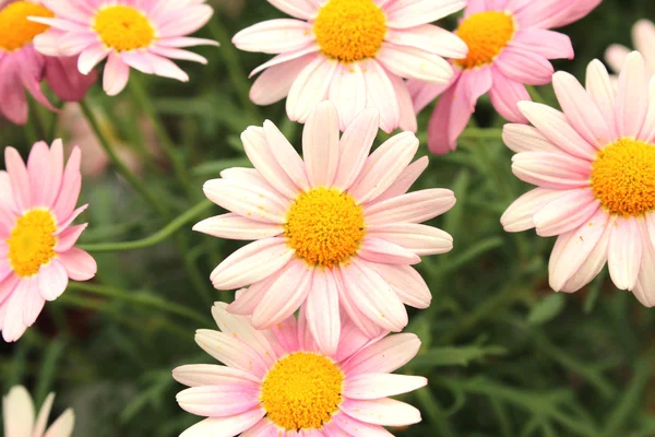 Bella bella fioritura — Foto Stock