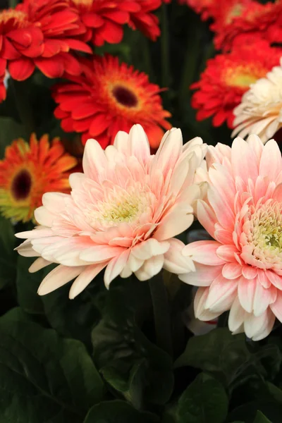 Vackra Blom — Stockfoto