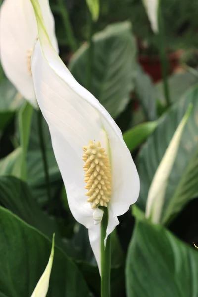 Stock image Beautiful bloom