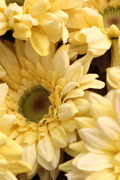 Flores artificiales de plástico —  Fotos de Stock