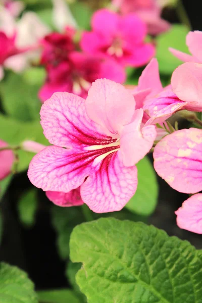 Beautiful bloom — Stock Photo, Image