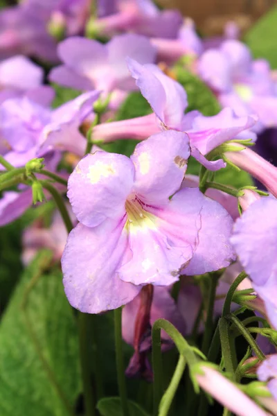 Hermosa floración —  Fotos de Stock