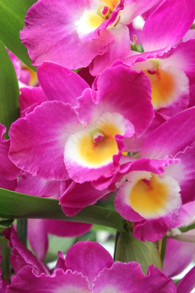 Gyönyörű virágos Stock Kép