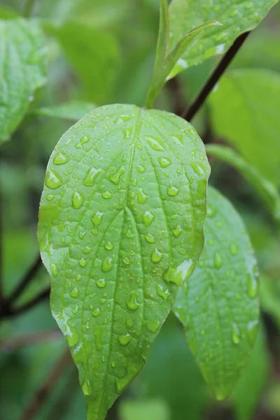 Мокрые листья растений — стоковое фото