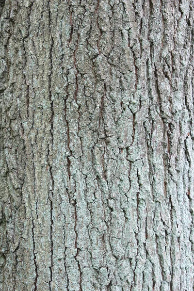 Corteza de árbol —  Fotos de Stock