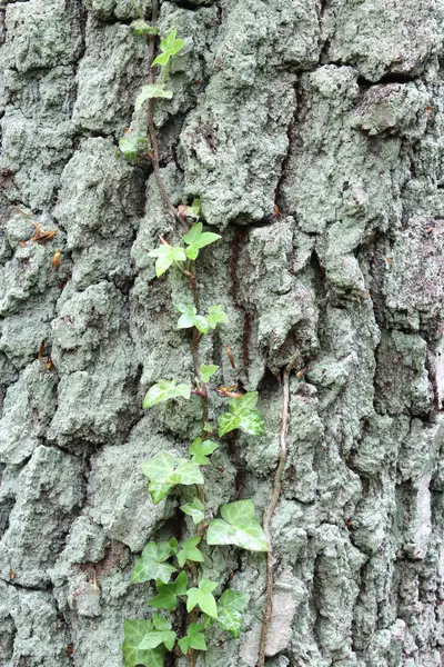 Corteccia d'albero — Foto Stock