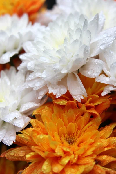 Wet flower — Stock Photo, Image