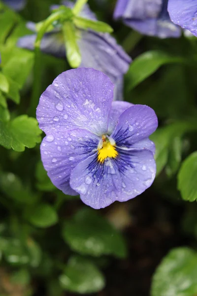 Влажный цветок — стоковое фото