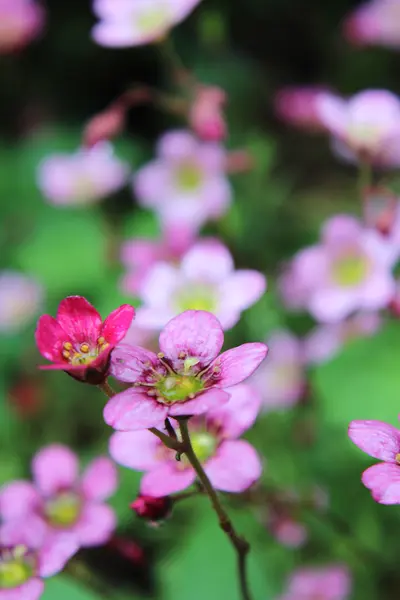 Mokré květ — Stock fotografie