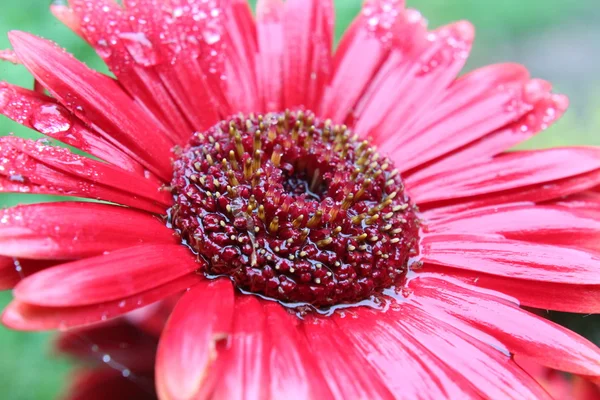 Мокрий квітка — стокове фото