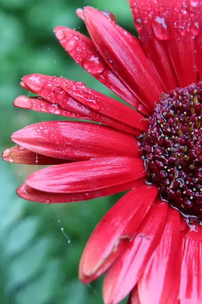 Мокрий квітка — стокове фото