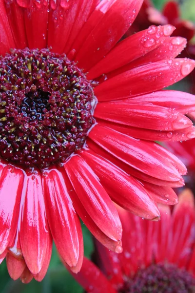 Kwiat mokry — Zdjęcie stockowe