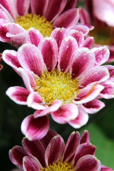 Flor húmeda — Foto de Stock