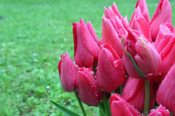 Влажный цветок — стоковое фото