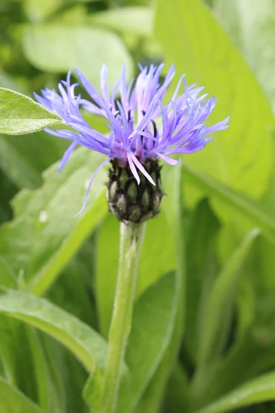 Fiore bagnato — Foto Stock