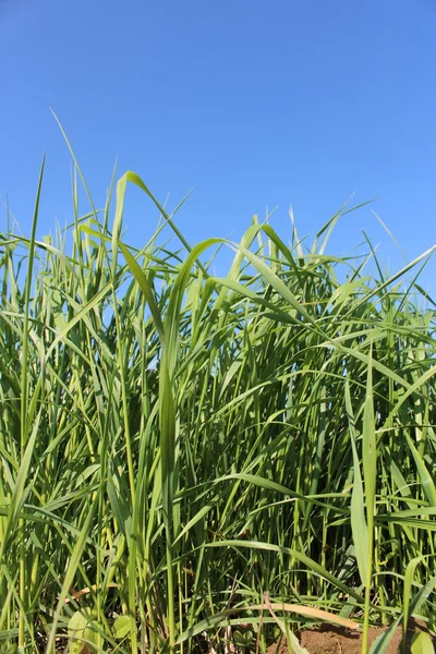 Högsommaren gräs — Stockfoto